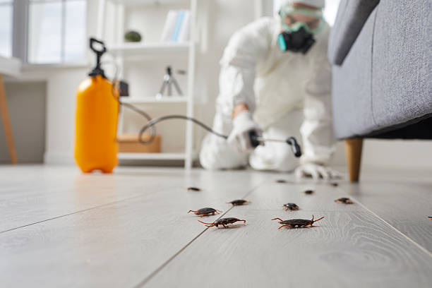 Post-Treatment Bed Bug Interceptor Monitoring in Shannon Hills
